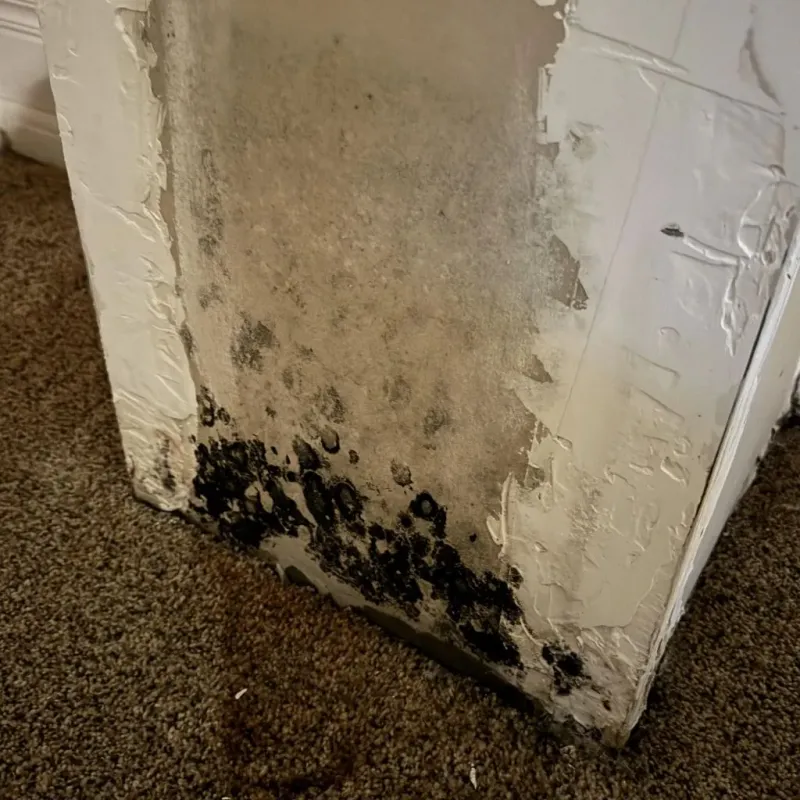 Professional Mold Removal in Boron, CA